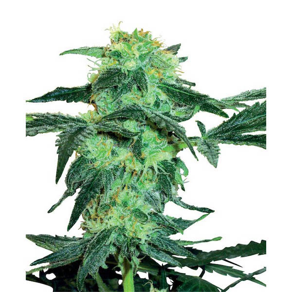 White Ice 5 u. fem. White Label