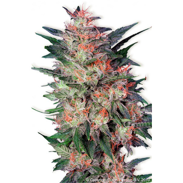White Widow 1 u. fem. Dutch Passion