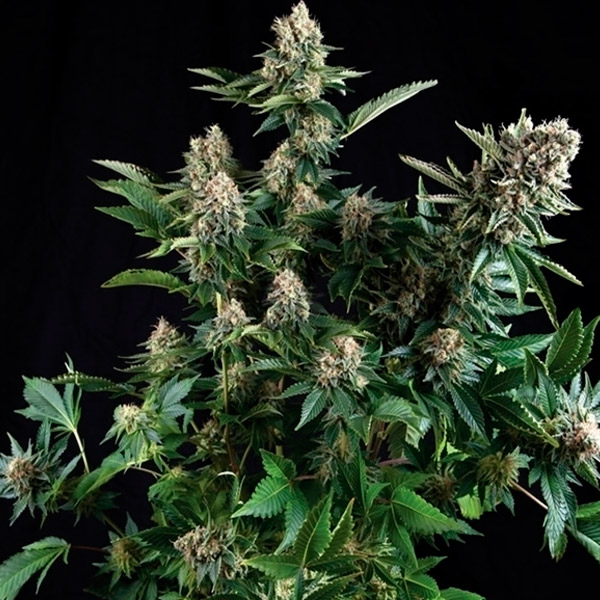 White Widow 3 u. fem. Pyramid Seeds