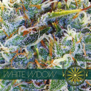 White Widow 3+1 u. fem. Vision Seeds