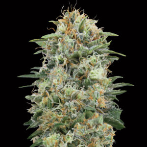 White Widow CBD   3 u. fem. 00 Seeds