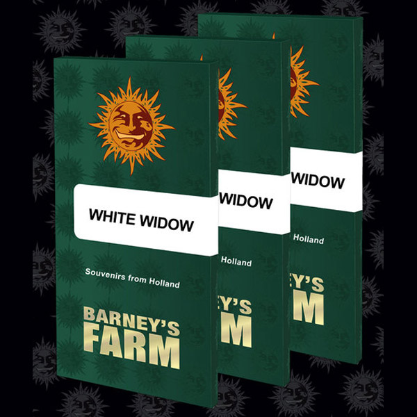 White Widow XXL 1 u. fem. Barney's