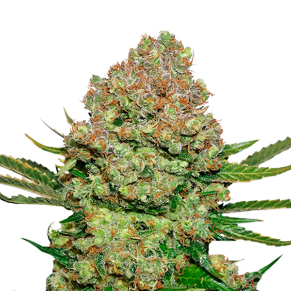 White Widow fem. 1 u. Seedstockers