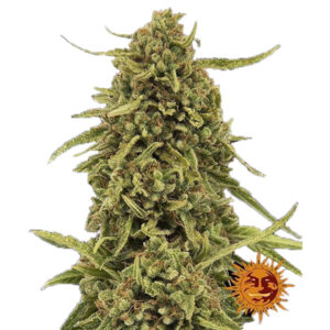 Widow Remey 10 u. reg. Barney's