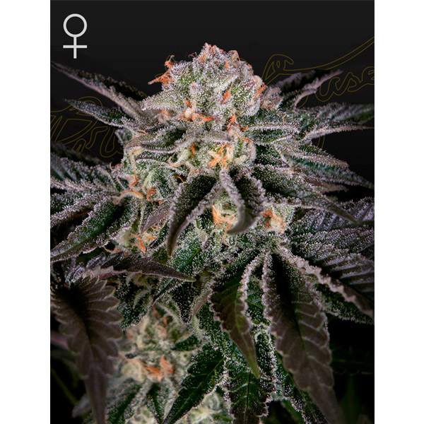 Wonder Pie 3 u. fem. Green House