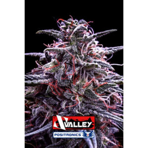 Z Valley 1 u. fem. Positronics Seeds