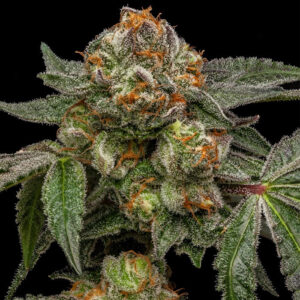 Zake 5 u. fem. Ripper Seeds