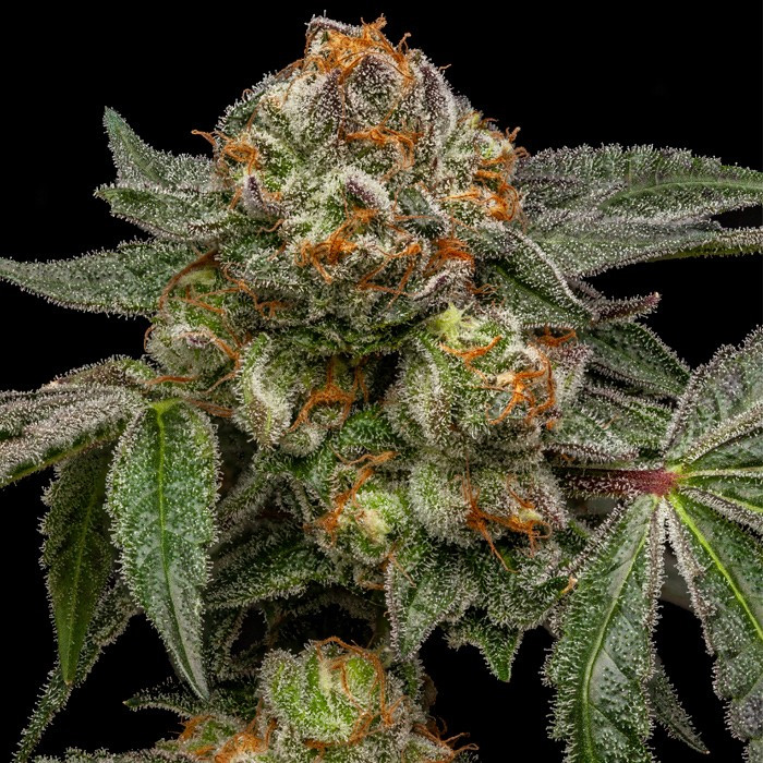 Zake 5 u. fem. Ripper Seeds
