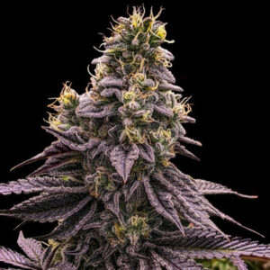 Zombie Bride  5 u. fem. Ripper Seeds