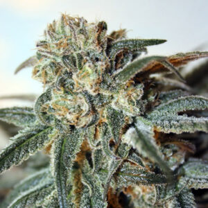 Zombie Kush 1 un. fem Ripper Seeds