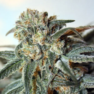 Zombie Kush 3 u. fem. Ripper Seeds