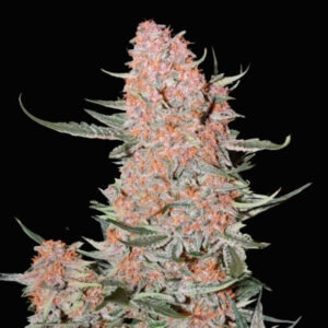 Ztrawberriez Auto   5 u. fem. FastBuds Seeds