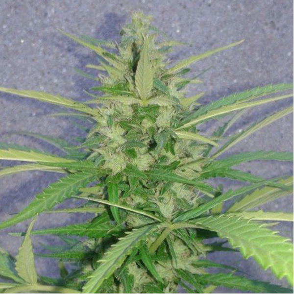 Auto Mamba Negra 5 u Pev Seeds - Imagen 2