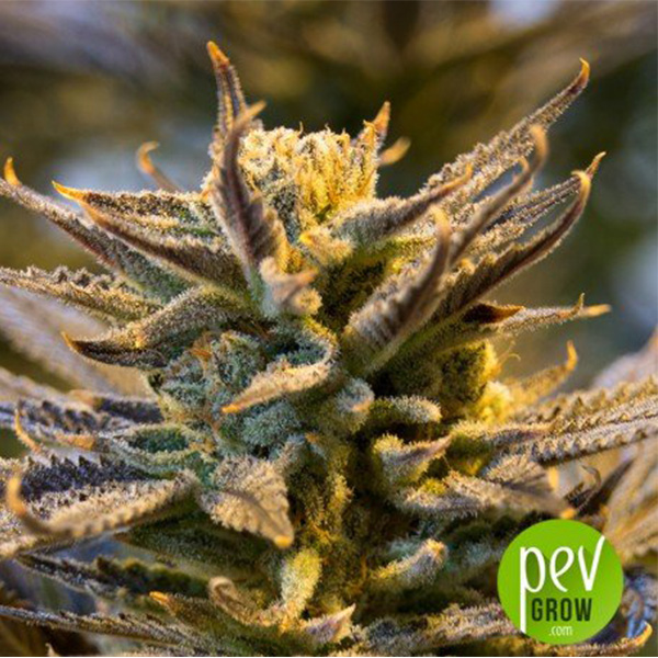 Miracle Alien Cookies 5 u fem Pev Seeds - Imagen 2