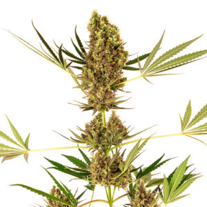 Alpine Delight CBD Auto 10 u. fem. Sensi Seeds