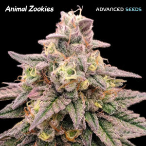 Animal Zookies   3 + 1 u. fem. Advanced Seeds