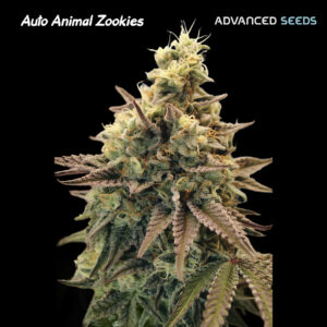 Auto Animal Zookies  25 u. fem. Advanced Seeds