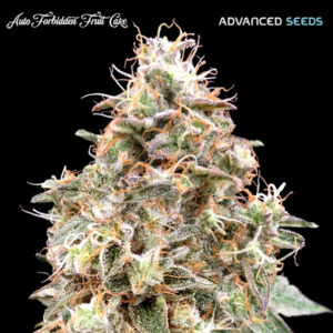 Auto Forbidden Fruit Cake 100 u. fem. Advanced Seeds