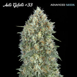 Auto Gelato #33 -   1 u. fem. Advanced Seeds