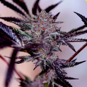 Auto Purple Cherry 5 u. fem. Positronics Seeds