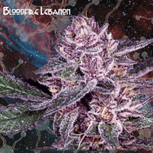 Bloodfire Lebanon  1 u. fem. Nemeseeds