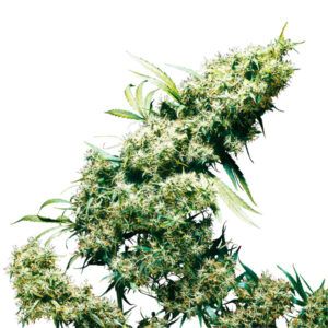 Jamaican Pearl  1 u. fem. Sensi Seeds