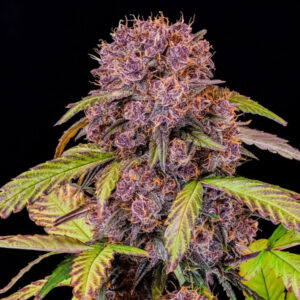 Lemon Cherry Cookies Auto  3 u. fem. FastBuds Seeds