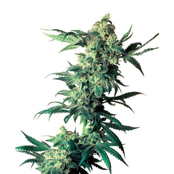Northern Lights 1 u. fem. Sensi Seeds